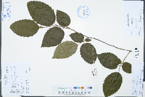  (Carpinus tientaiensis - Ge03215)  @11 [ ] CreativeCommons  Attribution Non-Commercial Share-Alike  Unspecified Herbarium of South China Botanical Garden
