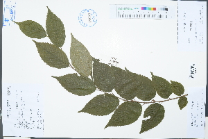  (Carpinus tschonoskii - Ge03216)  @11 [ ] CreativeCommons  Attribution Non-Commercial Share-Alike  Unspecified Herbarium of South China Botanical Garden