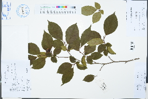  (Stewartia - Ge03218)  @11 [ ] CreativeCommons  Attribution Non-Commercial Share-Alike  Unspecified Herbarium of South China Botanical Garden