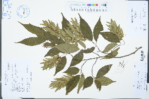  (Carpinus londoniana - Ge03221)  @11 [ ] CreativeCommons  Attribution Non-Commercial Share-Alike  Unspecified Herbarium of South China Botanical Garden