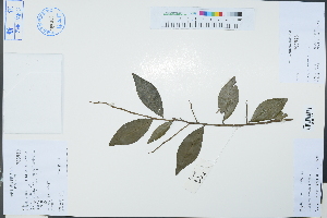  (Diospyros armata - Ge03222)  @11 [ ] CreativeCommons  Attribution Non-Commercial Share-Alike  Unspecified Herbarium of South China Botanical Garden