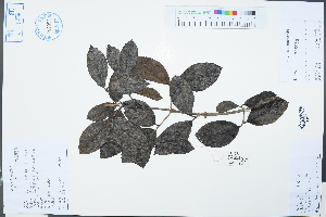  (Viburnum sempervirens var. trichophorum - Ge03224)  @11 [ ] CreativeCommons  Attribution Non-Commercial Share-Alike  Unspecified Herbarium of South China Botanical Garden