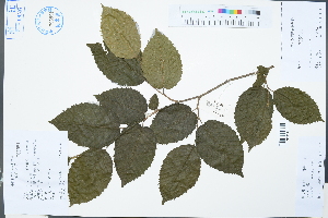  (Carpinus putoensis - Ge03225)  @11 [ ] CreativeCommons  Attribution Non-Commercial Share-Alike  Unspecified Herbarium of South China Botanical Garden