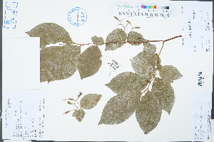  (Sinojackia microcarpa - Ge03227)  @11 [ ] CreativeCommons  Attribution Non-Commercial Share-Alike  Unspecified Herbarium of South China Botanical Garden