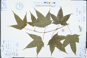  (Acer elegantulum - Ge03230)  @11 [ ] CreativeCommons  Attribution Non-Commercial Share-Alike  Unspecified Herbarium of South China Botanical Garden