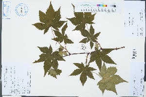  (Rubus chingii - Ge03234)  @11 [ ] CreativeCommons  Attribution Non-Commercial Share-Alike  Unspecified Herbarium of South China Botanical Garden