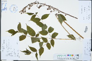  (Aralia - Ge03237)  @11 [ ] CreativeCommons  Attribution Non-Commercial Share-Alike  Unspecified Herbarium of South China Botanical Garden