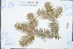  ( - Ge03239)  @11 [ ] CreativeCommons  Attribution Non-Commercial Share-Alike  Unspecified Herbarium of South China Botanical Garden