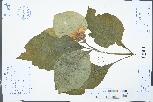  ( - Ge03243)  @11 [ ] CreativeCommons  Attribution Non-Commercial Share-Alike  Unspecified Herbarium of South China Botanical Garden