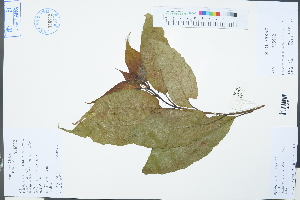 (Sinoadina racemosa - Ge03244)  @11 [ ] CreativeCommons  Attribution Non-Commercial Share-Alike  Unspecified Herbarium of South China Botanical Garden