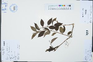  (Lonicera hypoglauca - Ge03248)  @11 [ ] CreativeCommons  Attribution Non-Commercial Share-Alike  Unspecified Herbarium of South China Botanical Garden