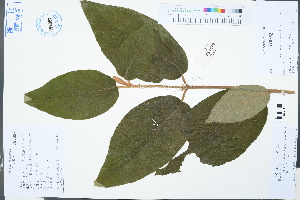  (Adoxaceae - Ge03252)  @11 [ ] CreativeCommons  Attribution Non-Commercial Share-Alike  Unspecified Herbarium of South China Botanical Garden