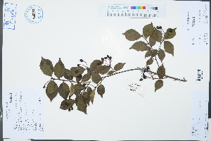  ( - Ge03253)  @11 [ ] CreativeCommons  Attribution Non-Commercial Share-Alike  Unspecified Herbarium of South China Botanical Garden
