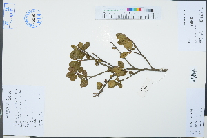  ( - Ge03255)  @11 [ ] CreativeCommons  Attribution Non-Commercial Share-Alike  Unspecified Herbarium of South China Botanical Garden