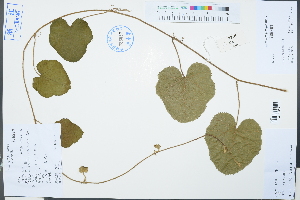  (Rubus buergeri - Ge03257)  @11 [ ] CreativeCommons  Attribution Non-Commercial Share-Alike  Unspecified Herbarium of South China Botanical Garden