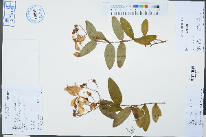  ( - Ge03260)  @11 [ ] CreativeCommons  Attribution Non-Commercial Share-Alike  Unspecified Herbarium of South China Botanical Garden