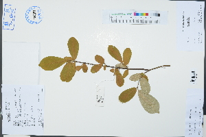  (Elaeagnus courtoisii - Ge03261)  @11 [ ] CreativeCommons  Attribution Non-Commercial Share-Alike  Unspecified Herbarium of South China Botanical Garden