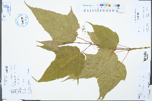  ( - Ge03262)  @11 [ ] CreativeCommons  Attribution Non-Commercial Share-Alike  Unspecified Herbarium of South China Botanical Garden