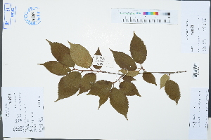  (Prunus schneideriana - Ge03265)  @11 [ ] CreativeCommons  Attribution Non-Commercial Share-Alike  Unspecified Herbarium of South China Botanical Garden