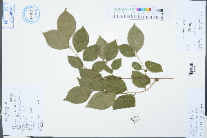  ( - Ge03266)  @11 [ ] CreativeCommons  Attribution Non-Commercial Share-Alike  Unspecified Herbarium of South China Botanical Garden