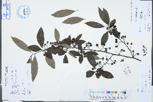  ( - Ge03271)  @11 [ ] CreativeCommons  Attribution Non-Commercial Share-Alike  Unspecified Herbarium of South China Botanical Garden