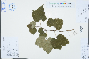  (Ampelopsis glandulosa - Ge03275)  @11 [ ] CreativeCommons  Attribution Non-Commercial Share-Alike  Unspecified Herbarium of South China Botanical Garden