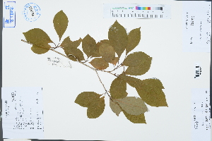  (Lindera erythrocarpa - Ge03277)  @11 [ ] CreativeCommons  Attribution Non-Commercial Share-Alike  Unspecified Herbarium of South China Botanical Garden