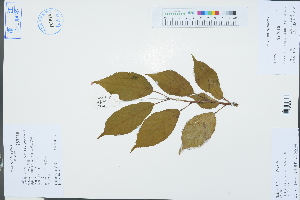  (Cerasus - Ge03278)  @11 [ ] CreativeCommons  Attribution Non-Commercial Share-Alike  Unspecified Herbarium of South China Botanical Garden