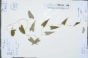  (Dioscorea japonica - Ge03282)  @11 [ ] CreativeCommons  Attribution Non-Commercial Share-Alike  Unspecified Herbarium of South China Botanical Garden