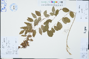  ( - Ge03284)  @11 [ ] CreativeCommons  Attribution Non-Commercial Share-Alike  Unspecified Herbarium of South China Botanical Garden