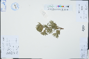  (Podocarpus wangii - Ge03290)  @11 [ ] CreativeCommons  Attribution Non-Commercial Share-Alike  Unspecified Herbarium of South China Botanical Garden