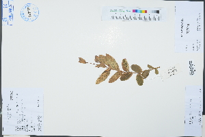  (Salix sp - Ge04549)  @11 [ ] CreativeCommons  Attribution Non-Commercial Share-Alike  Unspecified Herbarium of South China Botanical Garden
