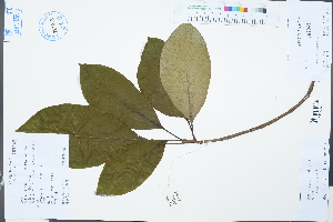  ( - Ge03296)  @11 [ ] CreativeCommons  Attribution Non-Commercial Share-Alike  Unspecified Herbarium of South China Botanical Garden
