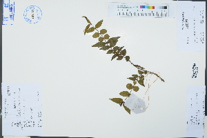  (Lonicera ligustrina var. pileata - Ge03302)  @11 [ ] CreativeCommons  Attribution Non-Commercial Share-Alike  Unspecified Herbarium of South China Botanical Garden