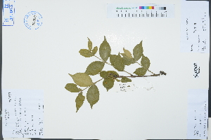  ( - Ge03305)  @11 [ ] CreativeCommons  Attribution Non-Commercial Share-Alike  Unspecified Herbarium of South China Botanical Garden