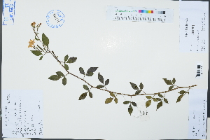 (Jasminum floridum - Ge03307)  @11 [ ] CreativeCommons  Attribution Non-Commercial Share-Alike  Unspecified Herbarium of South China Botanical Garden