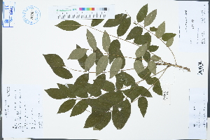  (Maackia - Ge03308)  @11 [ ] CreativeCommons  Attribution Non-Commercial Share-Alike  Unspecified Herbarium of South China Botanical Garden