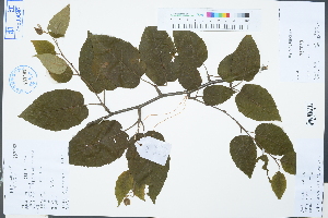  (Betula - Ge03309)  @11 [ ] CreativeCommons  Attribution Non-Commercial Share-Alike  Unspecified Herbarium of South China Botanical Garden