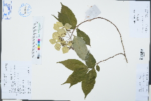  (Hydrangea chinensis - Ge03310)  @11 [ ] CreativeCommons  Attribution Non-Commercial Share-Alike  Unspecified Herbarium of South China Botanical Garden