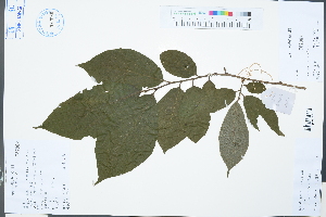  (Diospyros oleifera - Ge03314)  @11 [ ] CreativeCommons  Attribution Non-Commercial Share-Alike  Unspecified Herbarium of South China Botanical Garden