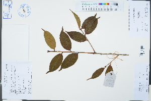  (Camellia pitardii - Ge03315)  @11 [ ] CreativeCommons  Attribution Non-Commercial Share-Alike  Unspecified Herbarium of South China Botanical Garden