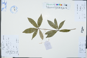  (Actinodaphne cupularis - Ge03317)  @11 [ ] CreativeCommons  Attribution Non-Commercial Share-Alike  Unspecified Herbarium of South China Botanical Garden