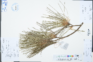  (Pinus armandii - Ge03324)  @11 [ ] CreativeCommons  Attribution Non-Commercial Share-Alike  Unspecified Herbarium of South China Botanical Garden