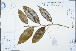  (Camellia crapnelliana - Ge03325)  @11 [ ] CreativeCommons  Attribution Non-Commercial Share-Alike  Unspecified Herbarium of South China Botanical Garden