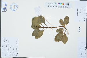 (Pachysandra - Ge03327)  @11 [ ] CreativeCommons  Attribution Non-Commercial Share-Alike  Unspecified Herbarium of South China Botanical Garden