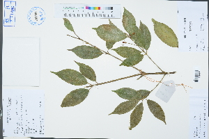  (Euonymus nitidus - Ge03330)  @11 [ ] CreativeCommons  Attribution Non-Commercial Share-Alike  Unspecified Herbarium of South China Botanical Garden