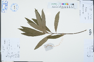  (Machilus oreophila - Ge03335)  @11 [ ] CreativeCommons  Attribution Non-Commercial Share-Alike  Unspecified Herbarium of South China Botanical Garden