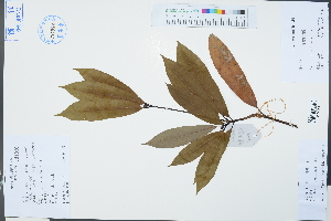 (Lauraceae - Ge03339)  @11 [ ] CreativeCommons  Attribution Non-Commercial Share-Alike  Unspecified Herbarium of South China Botanical Garden