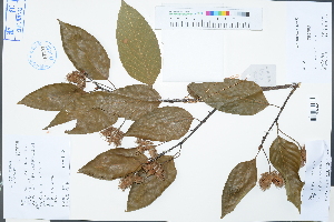  ( - Ge03340)  @11 [ ] CreativeCommons  Attribution Non-Commercial Share-Alike  Unspecified Herbarium of South China Botanical Garden