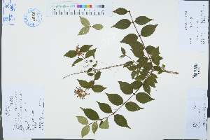  (Kolkwitzia - Ge03345)  @11 [ ] CreativeCommons  Attribution Non-Commercial Share-Alike  Unspecified Herbarium of South China Botanical Garden